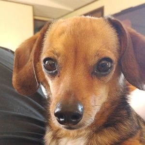 Meet your Posher, Bekkie